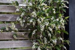 Hardenbergia violacea 'White Icicle' blooms are a pleasant addition to the winter garden.