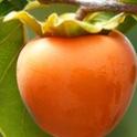 Persimmons: Not So Persnickety