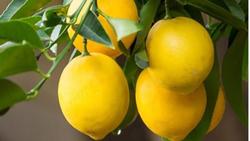 Check citrus trees for snails and slugs. Photo: Marie Narlock