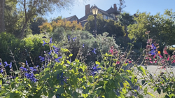 falkirk house view with salvia