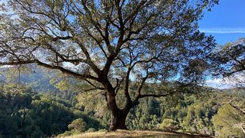 California's coast live oak is one of the fastest growing oaks, developing broad, spreading branches & a sizable canopy over time. Photo: Linda Stiles