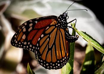 Monarch butterflies need native milkweed plants to survive. Look closely to see this female laying an egg on the milkweed leaf. Photo: Karen Gideon