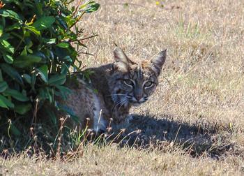 Bobcats have a critical role as a predator of mid-sized raccoons and opossums in the ecosystem. Photo: Karen Gideon