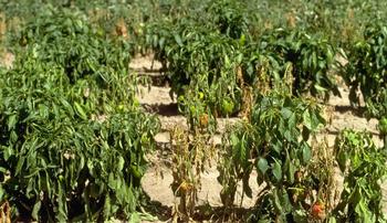 The drooping and dying foliage on these pepper plants is symptomatic of Phytophthora root rot. Photo: Howard Schwartz