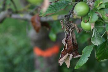 Brown, scorched-looking leaves are symptoms of fire blight in trees in the apple and pear family. Photo: Sebastian Stabinger