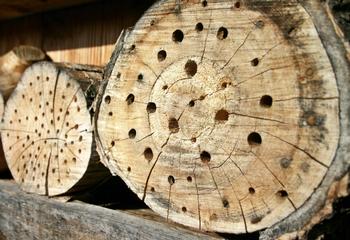 You can provide habitat for solitary bees by drilling some holes in old logs and placing them in a sunny location. Photo: PxHere