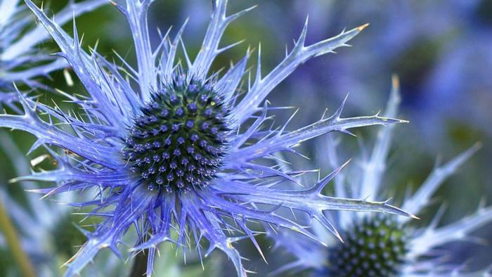 VARIETIES - UC Marin Master Gardeners