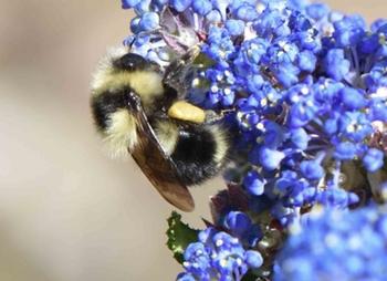 Bumble bees are native to California. Photo: UCANR