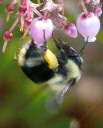 A bumble bee emerges from her colony and dines on a manzanita flower. Photo: Las Pilitas