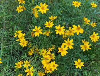 Small, fragrant leaves and fibrous roots of Tagetes lemmonii make it well adapted to drier climates. Photo: David S. Walker