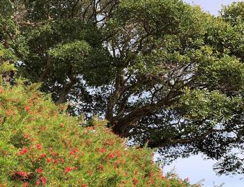 The small leaf Grevillea blooms beneath the Coast Live Oak with tough leaves and a big taproot. Photo: David S. Walker