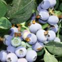 March 2022: Growing Blueberries