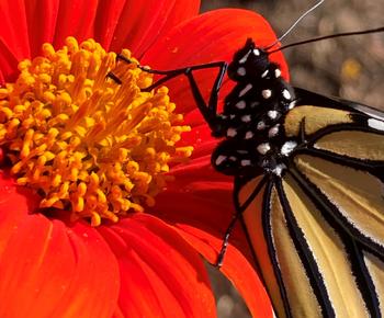 Monarchs like the open shape and bright red color of the Tithonia flower ( Mexican Sunflower). Photo: Alice Cason