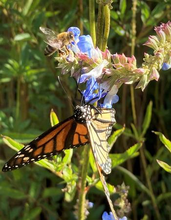 A honey bee and a monarch butterfly share the nectar on Salvia ulignosa, Blue spike sage. Photo: Alice Cason