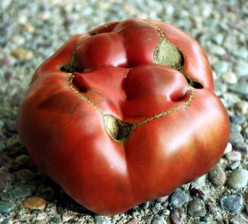 Extreme fluctuations in day and night temperatures can result in cat-faced tomatoes. Photo: Nanette Londeree