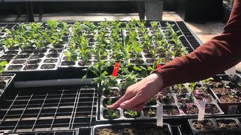 Plants for the edible demonstration garden start as seeds germinating in the greenhouse. Marty Nelson