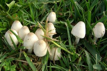 Most mushroom producing fungi in lawns are beneficial because they decompose organic matter. Photo: Jason Hollinger, Mushroom Observer.org
