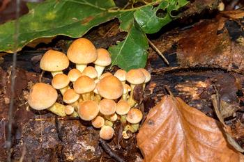 The mushrooms that appear after a rain are the reproductive structures of underground fungi. Photo: Pixnio.com