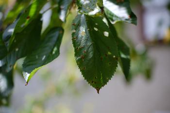Shot hole disease cherry on leaves