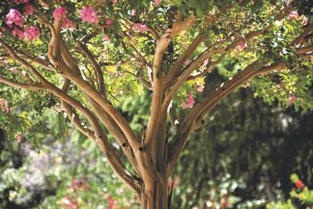 Among other things, waterwise crepe myrtles are prized for their attractive bark. Photo: Randy Miramontez, Dreamstime.com
