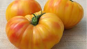 Oaxacan Jewel produces gorgeous golden beefsteaks that can weigh as much as 2 pounds. Photo: UCANR