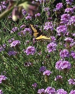Anise swallowtail nectaring on Verbena Lilacina. Considered a California native, it has a long bloom time and low water use. Photo: Alice Cason