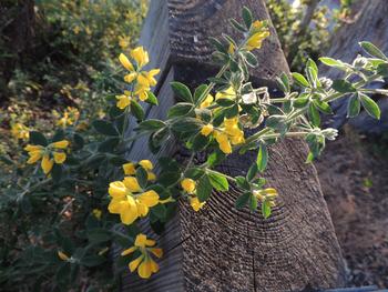 Broom is quite pretty but its aggressive nature crowds out natives and other more polite plants. Photo: Diane Lynch