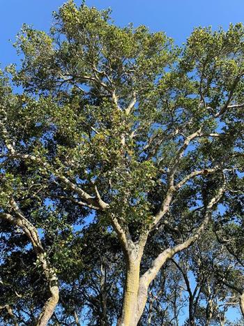 The Coast live oak defines the visual beauty of the California landscape. Photo: David Walker