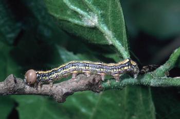 California oakworm larva grow to about 1 ¼ inch long. Photo: Jack Kelly Clark courtesy the University of California Statewide IPM Program
