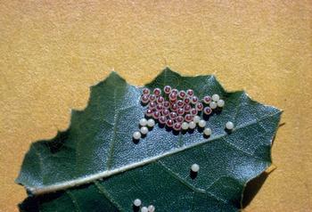 California oakworm eggs laid by the California oak moth on the underside of oak leaf. Photo: Carlton S. Koehler, UC Statewide IPM Program