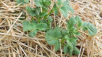 Leaves appearing above the straw indicate that tubers are beginning to form below. Photo: gardeningknowhow.com