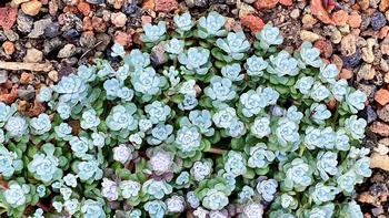 Among the 32 varieties of stonecrop native to California is Sedum spathulifolium. The perennial succulent grows to 6
