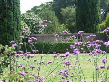 Verbena bonariensis is an excellent 