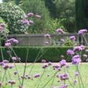 Verbena bonariensis: a see-through plant that enlivens the summer garden