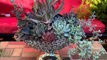 This container garden of a collection of succulents in various colors, shapes, and sizes will be available at the June 11 Succulent Sale. Gail Mason