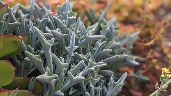 Slow growing, with blue-gray triangular shaped leaves, Senecio kleiniiformis will be available in 4