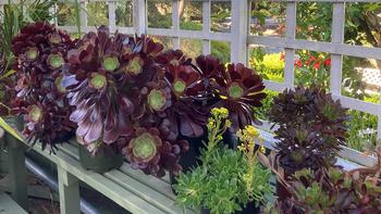 Well established aeonium species are in the Falkirk greenhouse awaiting their new homes. Photo: Alice Cason