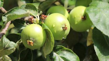 A well-planted fruit tree promises benefits for many years to come Photo: pxhere.com