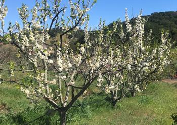 Regular pruning can keep fruit trees at a size that makes later harvesting easier. Photo: Marty Nelson