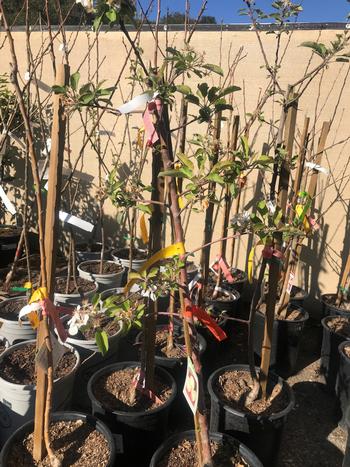 Young fruit trees are available in containers throughout the growing season. Photo: Marty Nelson