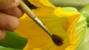 Hand pollination can assist the work of bees. Photo: planetnatural.com