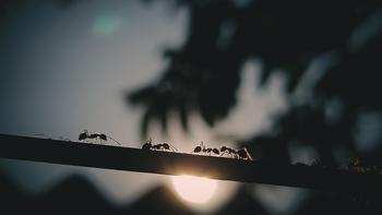 Ants loosen the soil, increasing the availability of air and water underground and brings pebbles & particles aboveground. Prabir Kashyap, unsplash