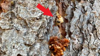 Pitch tubes from Western Pine beetle attack on a Ponderosa pine. Photo: Chris Lee, CalFire