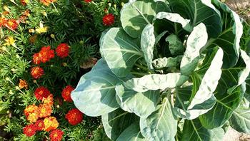 Marigolds partner with cabbage to reduce damage by aphids. Photo: pixnio