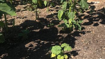 Sunflowers provide partial shade to pumpkin seedlings in the Edible Demo garden. Photo: Marty Nelson