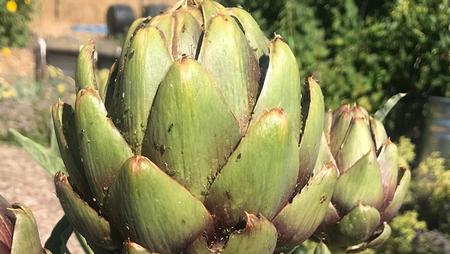 The aphids and ants on this artichoke plant can be washed off with a strong spray of water. Photo: Marty Nelson