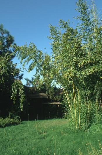 Examples of bamboo stalks growing far away from the original plant. Photo: Jack Kelly Clark, UC IPM Program