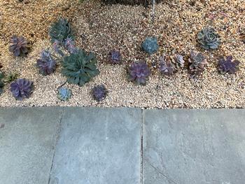 A 4' blue stone pathway leads to drought tolerant succulents mulched with 3/8” stones provide a defensible space next to a house. Photo: Jane Scurich
