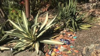 The succulent garden at the Falkirk Cultural Center displays a creative mix of broken tiles and pottery used as mulch. Photo: Jane Scurich