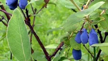 Honeyberries look like elongated blueberries and have a unique sweet-tart flavor. Photo: Wikimedia Commons